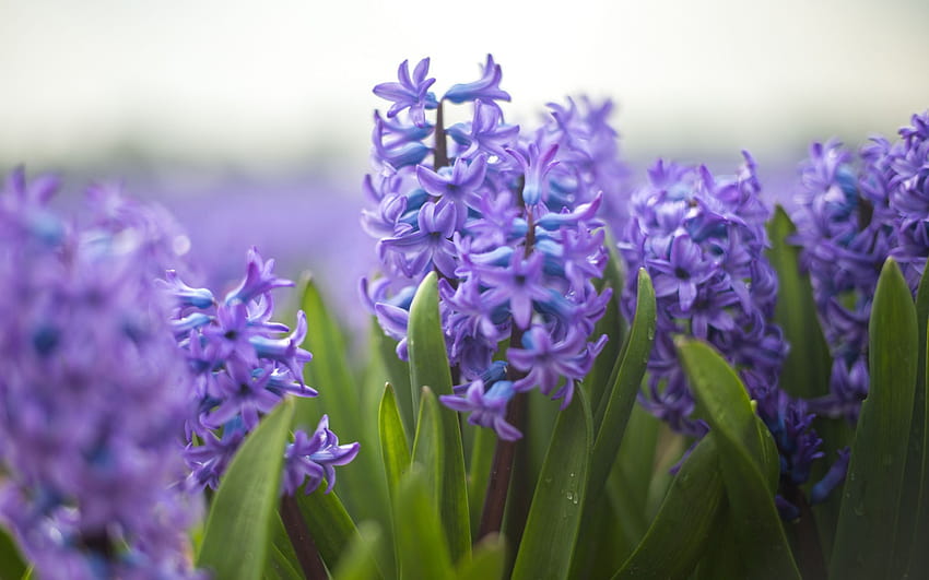 hyacinths, purple flowers, spring, wildflowers, violet hyacinths flowers HD wallpaper