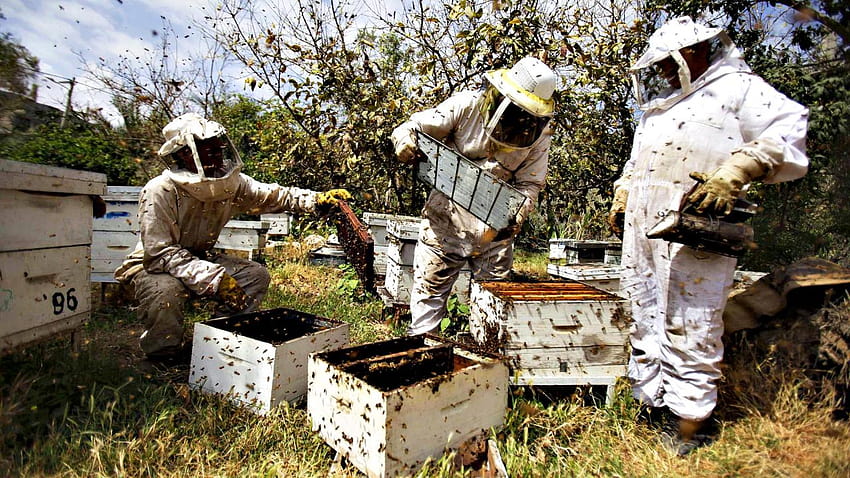 Правителството обявява подкрепа за пчеларите, пчеларството HD тапет
