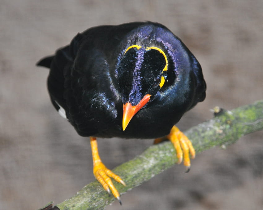 Sturnidae – นกกิ้งโครง นกกิ้งโครงวอลเลอร์ วอลล์เปเปอร์ HD