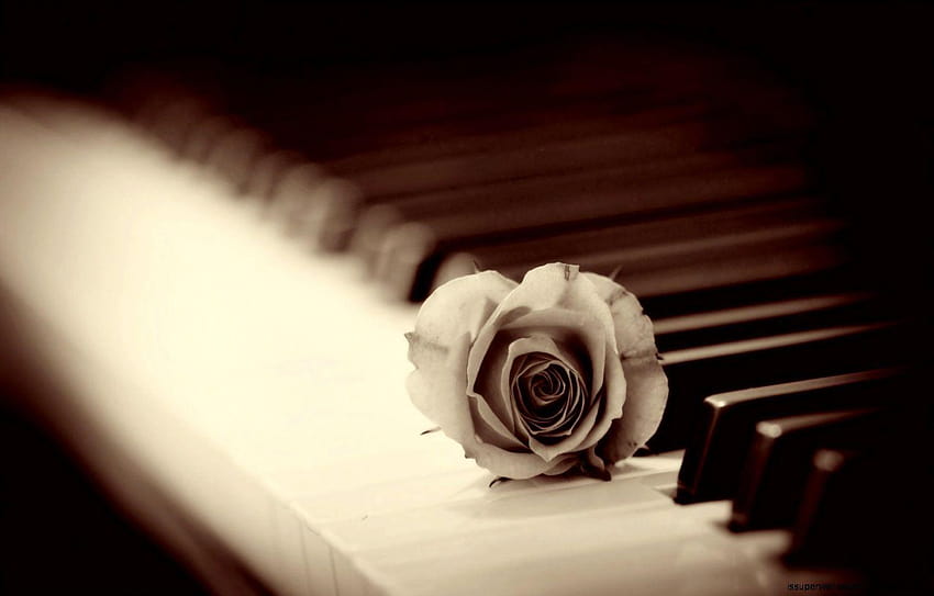 4 Romantic Piano, romantic recital HD wallpaper