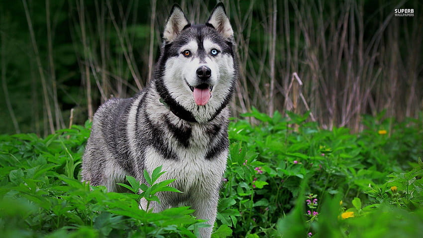 Siberian Husky Hohe Auflösung und Qualität, sibirische Huskys HD-Hintergrundbild