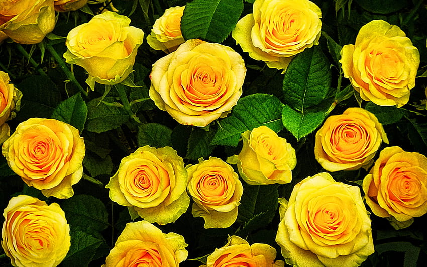 Yellow roses, macro, yellow flowers, bokeh, roses, buds, yellow roses  bouquet, beautiful flowers, backgrounds with flowers, yellow buds with  resolution 3840x2400. High Quality HD wallpaper | Pxfuel