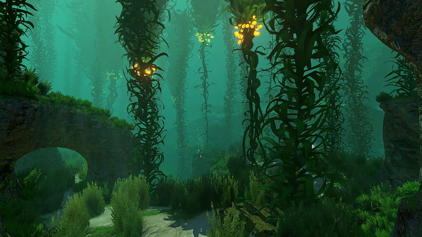 The Glowing Kelp Forest, glowing forest HD wallpaper | Pxfuel