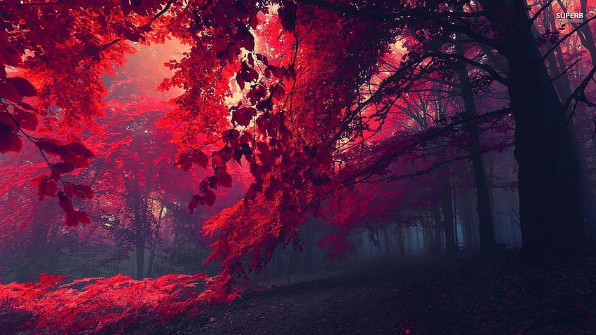 Crimson Forest, red fall forest HD wallpaper