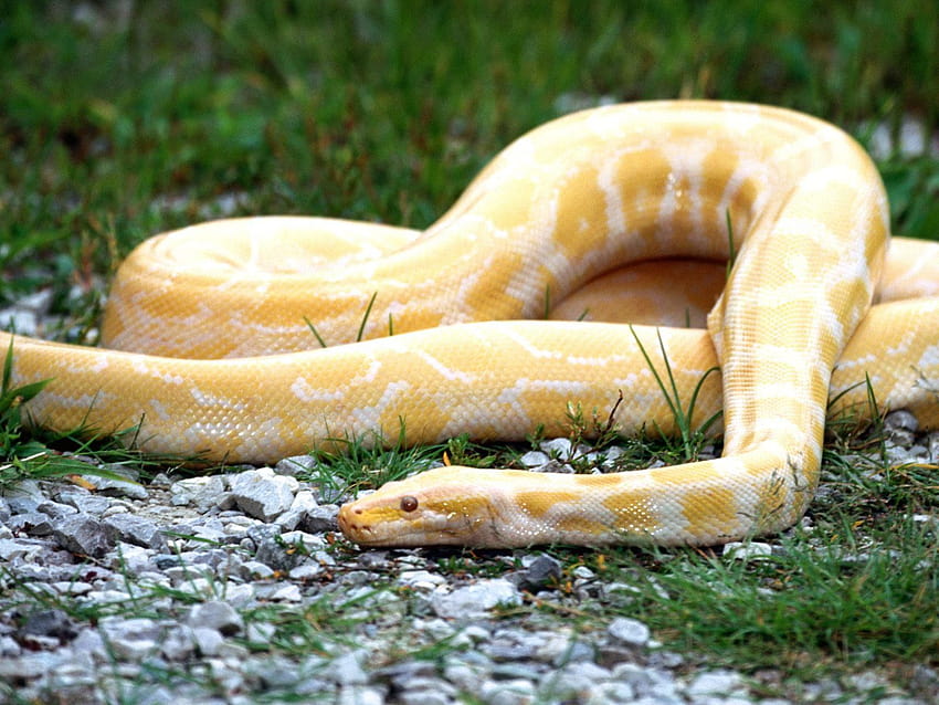 albino python snake, albino green anaconda HD wallpaper
