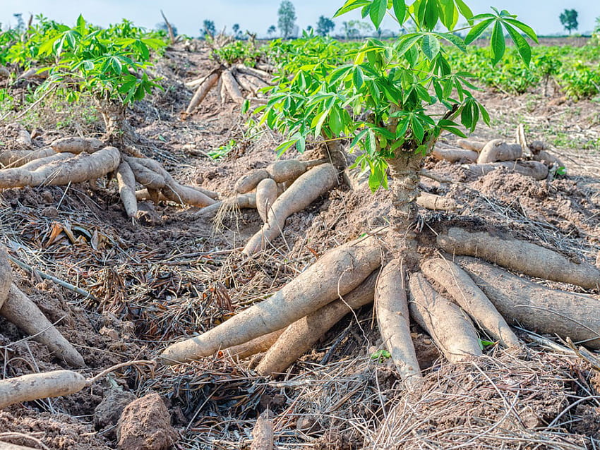 Cassava Roots: Tips For Growing Cassava Yuca Plants HD wallpaper