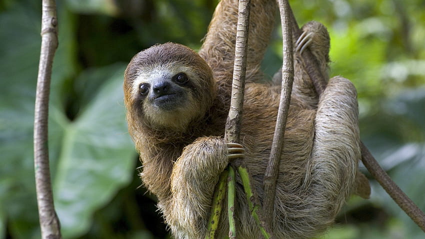 cute sloth ,vertebrate,three toed sloth,sloth,mammal,two toed sloth,terrestrial animal,organism,wildlife,adaptation, two toed sloths HD wallpaper