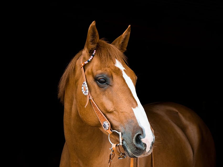 mamífero, marrón, caballo, retrato, Retrato de caballo fondo de pantalla