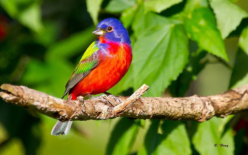 painted bunting perched on a branch HD wallpaper