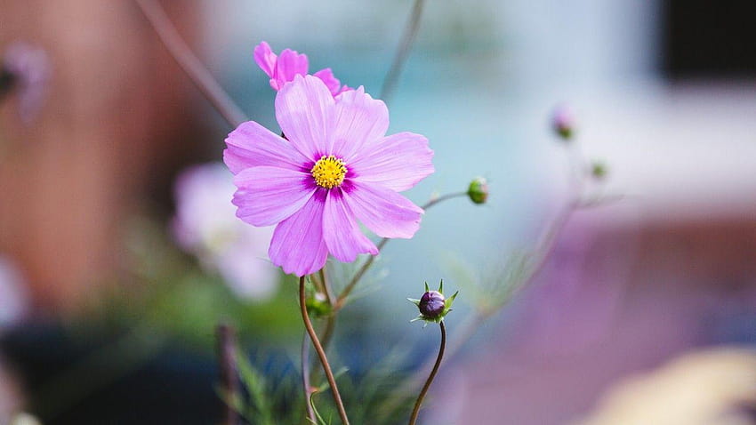 Pasqueflower, лилави цветя, цветя, пасквила HD тапет