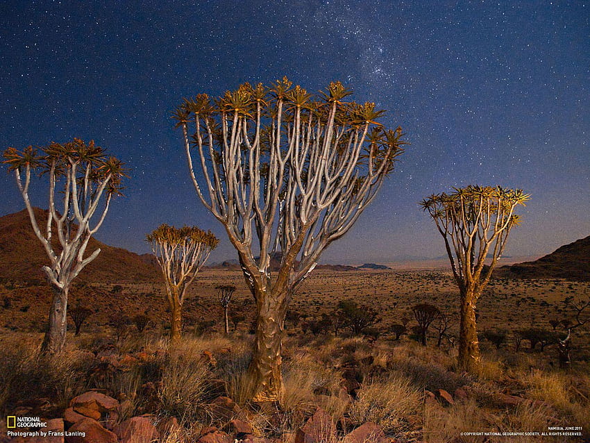 Quiver Trees, Namibia [1600x1200] HD wallpaper