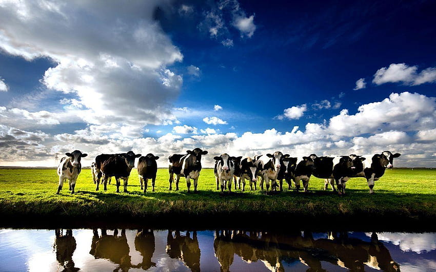 Dairy Farm, dairy cow HD wallpaper