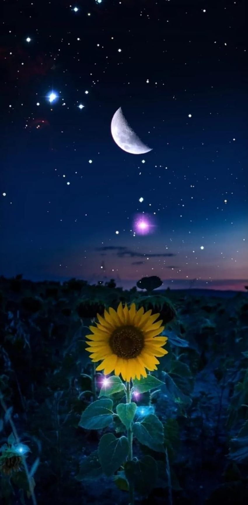 Moon Flower by We_are_grafixers HD phone wallpaper