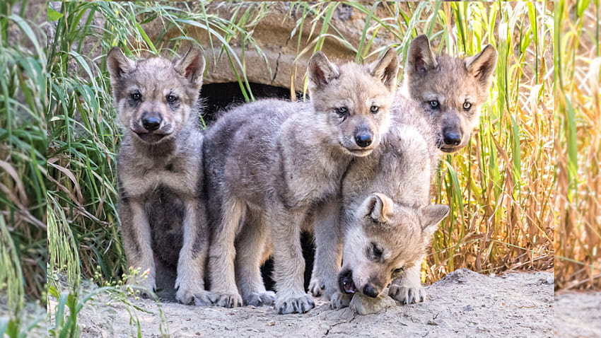 Entzückende Wolfswelpen bereit für Besucher im Oakland Zoo HD-Hintergrundbild