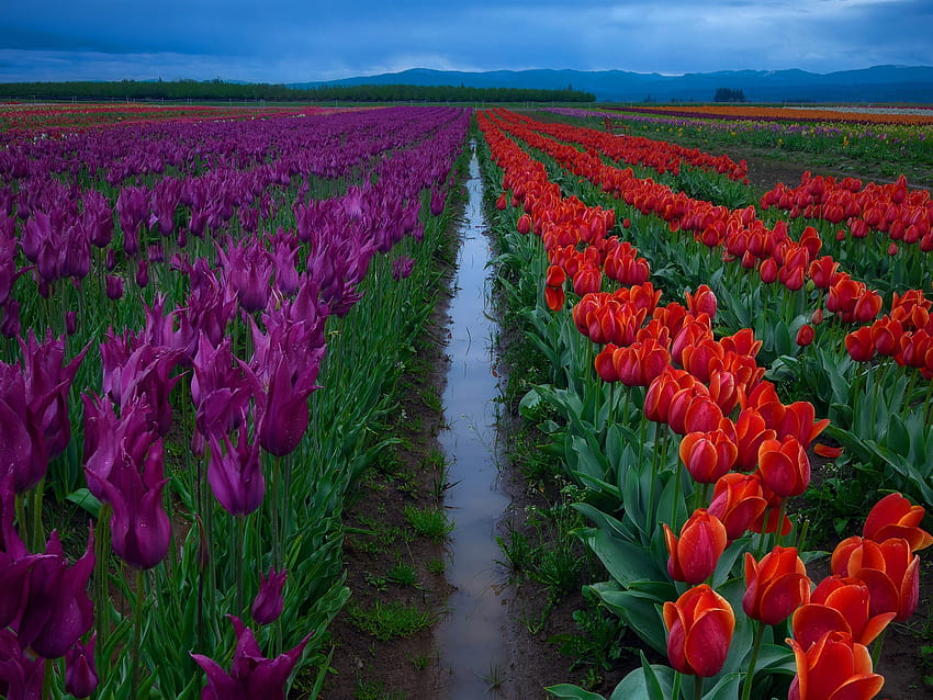 Flowers fields, red and purple tulips, morning 3840x2160 U , tulips plantation HD wallpaper