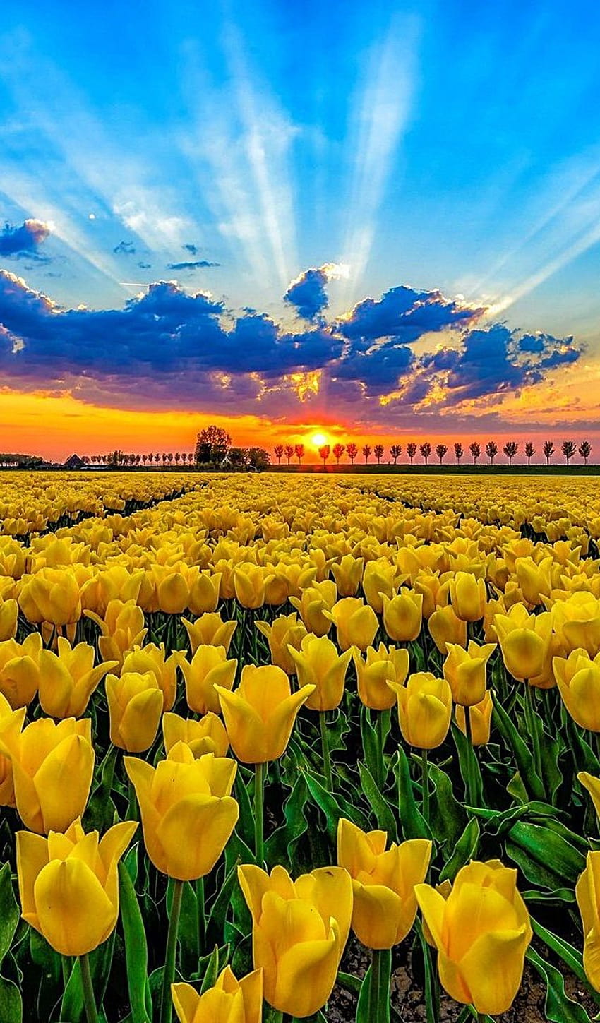 Ken Hudgins sobre Natureza Exuberante, campo de tulipas ao amanhecer Papel de parede de celular HD