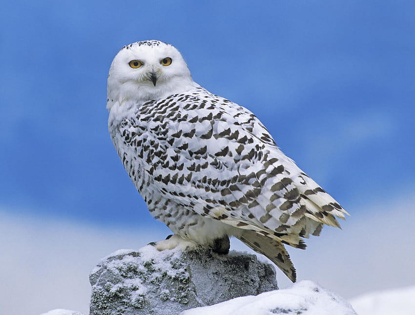 Snowy Owl Perched HD wallpaper