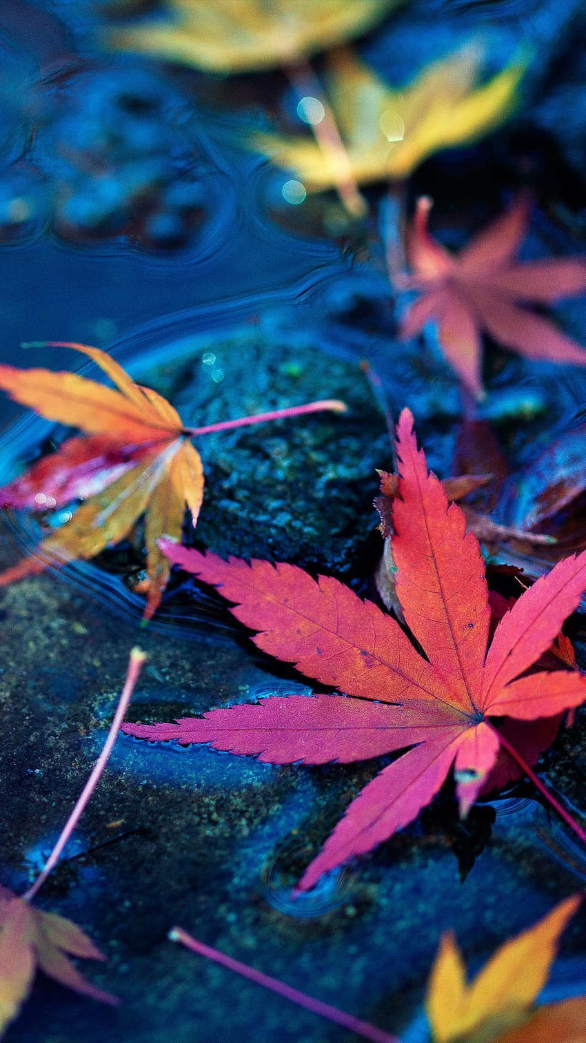 Ahornblätter fallen Herbstwasser, Herbsttelefon HD-Handy-Hintergrundbild