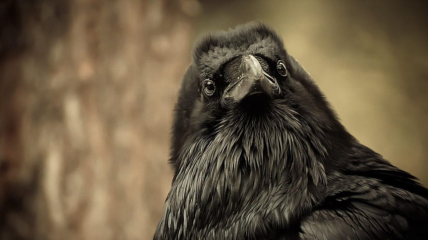 Holen Sie sich Call of the Raven, frostiger Barsch HD-Hintergrundbild