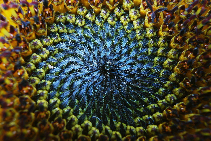 bunga matahari annuus dan, helianthus annuus Wallpaper HD