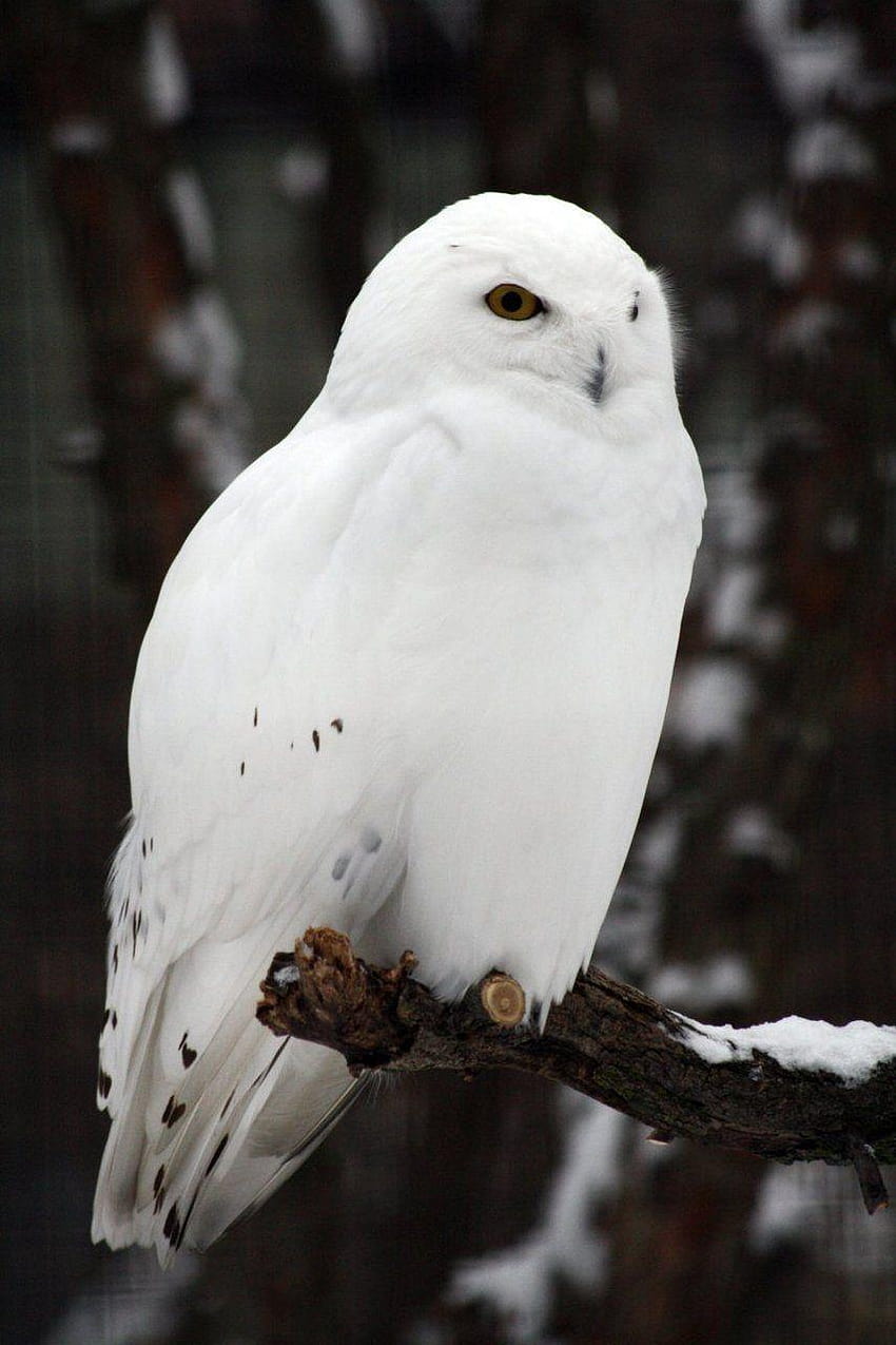 1920x1080px, 1080P Free download | Snowy owl. Looks like Hedwig HD ...