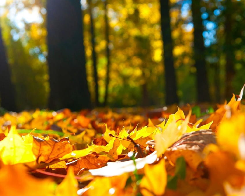 Autumn Forest New for Android, autumn survival HD wallpaper