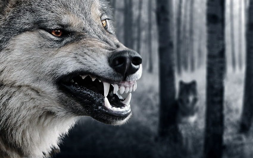 Lobo Colmillos Furioso, game of thrones wolf HD wallpaper