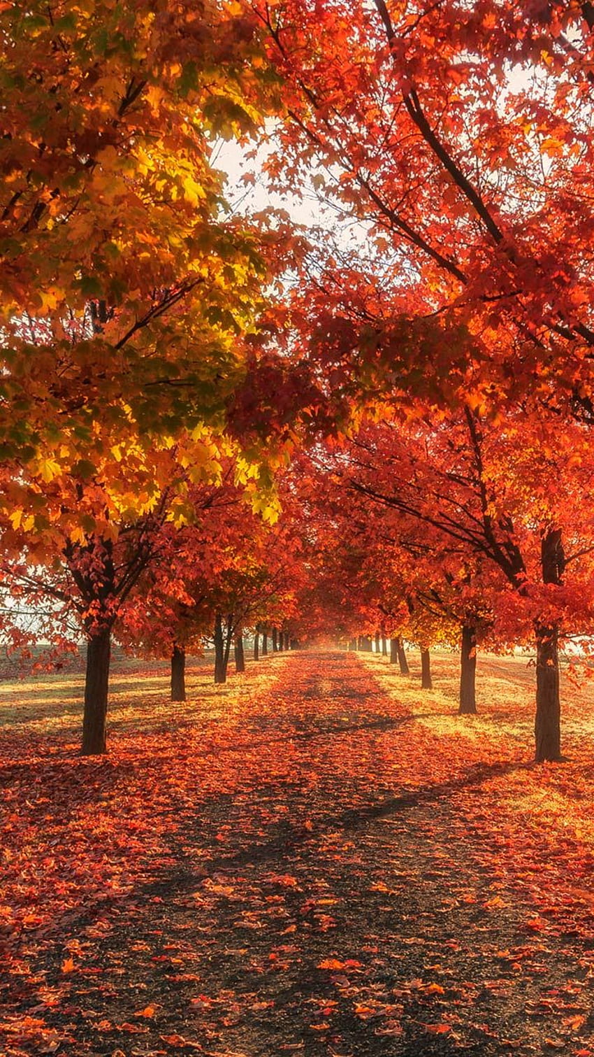 2 Fall phone backgrounds for iphone android mobile lock screen, panoramic autumn HD phone wallpaper