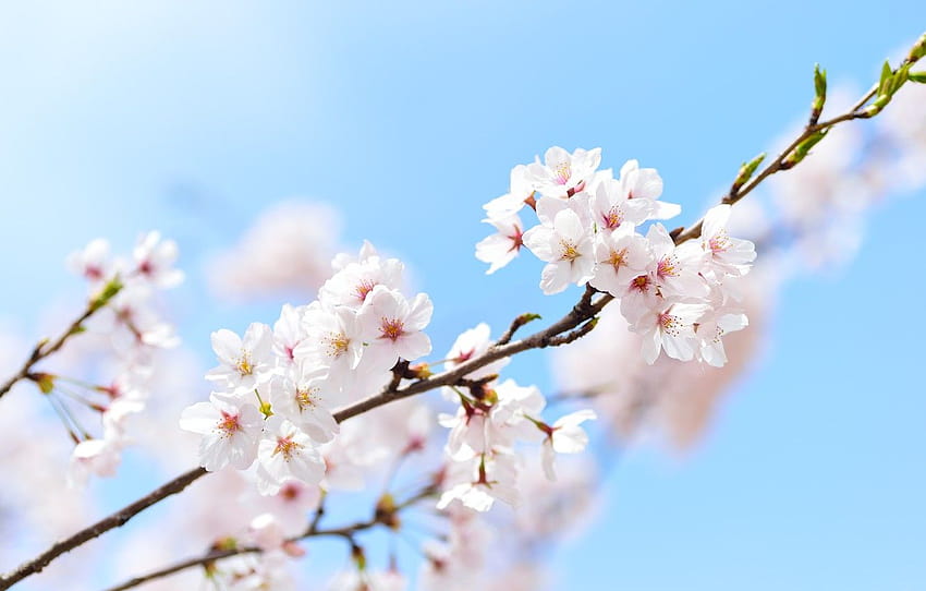 der himmel, frühling, sakura, makro, sakura, frühling, zweig , abschnitt макро, sakura-zweig HD-Hintergrundbild