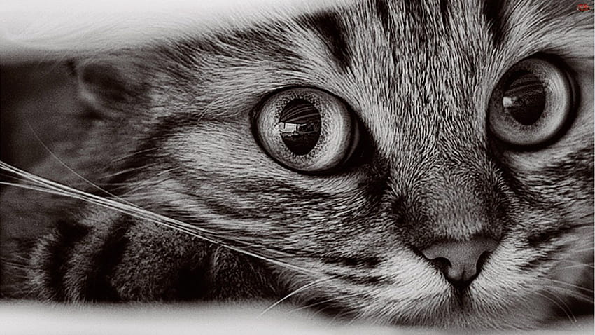 Cat Black And White, dab cat HD wallpaper