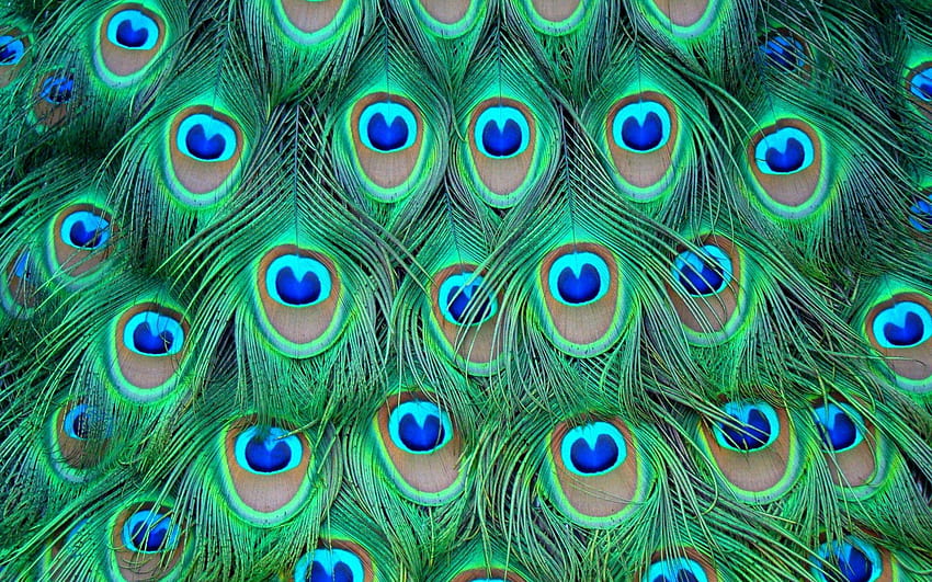 Tue 23 Jun CEST 2015, peacock feather HD wallpaper