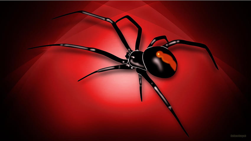6 Scary Spider, arachnid HD wallpaper