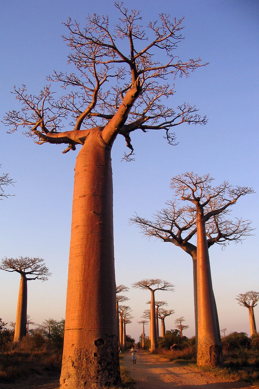 Baobab Trees in Madagascar HD phone wallpaper