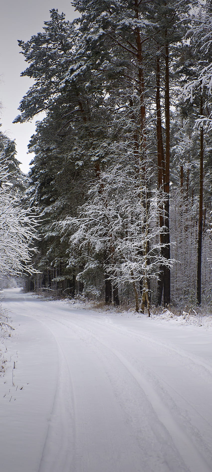 1440x3200 Nieve, camino, invierno, bosque, camino, paisaje para Samsung Galaxy S20 Ultra, Samsung Galaxy S2 Plus, Samsung Galaxy S20, paisaje de bosque invernal fondo de pantalla del teléfono
