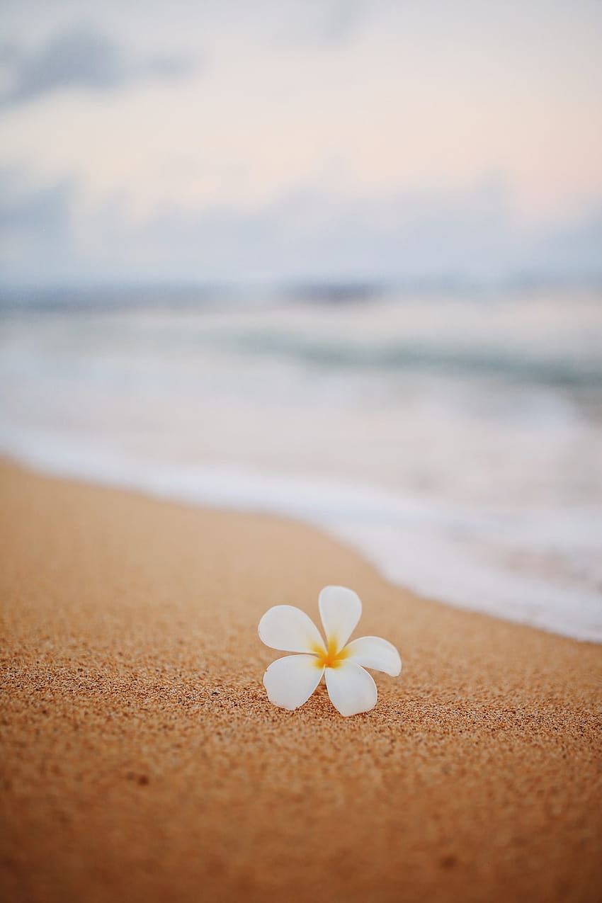 Flower Beach, flowers at the ocean HD phone wallpaper | Pxfuel