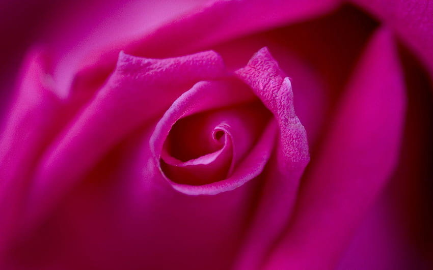 Rosa, fundo de flor fúcsia papel de parede HD