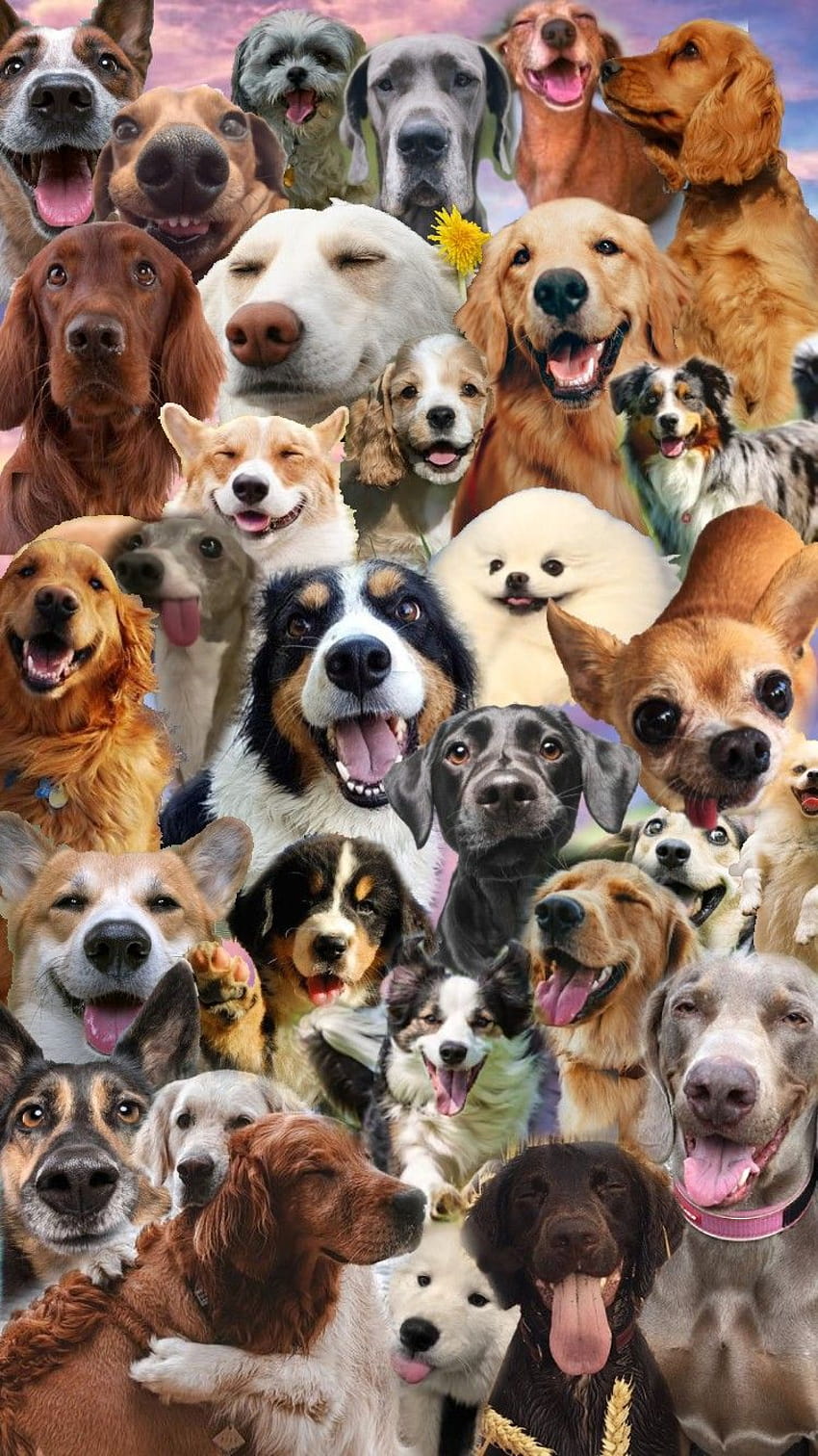 Doggo Collage, puppy collages HD phone wallpaper | Pxfuel