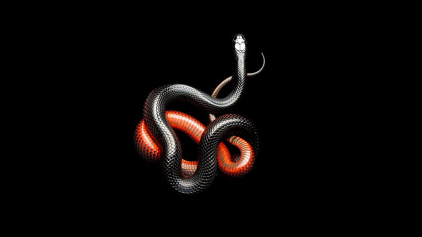 빨간색과 검은색 뱀, 붉은 뱀 HD 월페이퍼