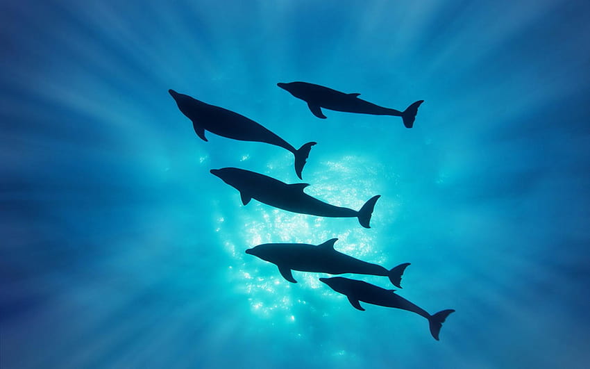 Mobile ,android Dolphin, Ocea, dolphins underwater HD wallpaper