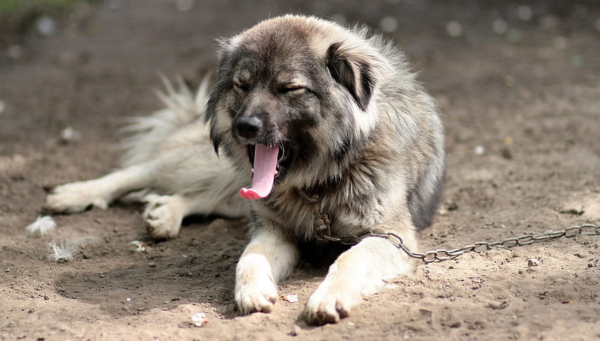 sable kaukasischer schäferhund HD-Hintergrundbild
