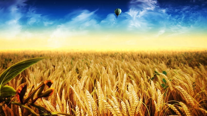 1920x1080 ears, air balloon, field, yellow, gold, autumn, crop, weeds backgrounds HD wallpaper