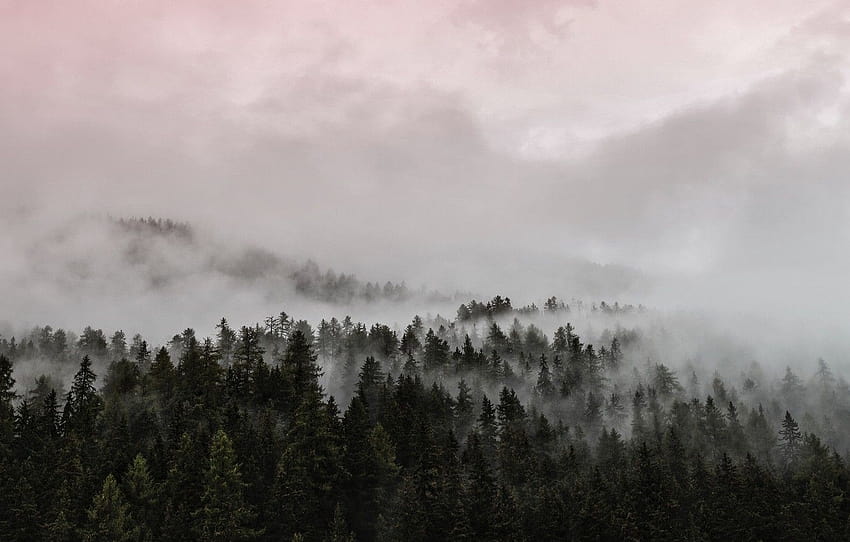 숲 나무 자연 일몰 구름 안개, 안개가 자욱한 숲 울트라 HD 월페이퍼