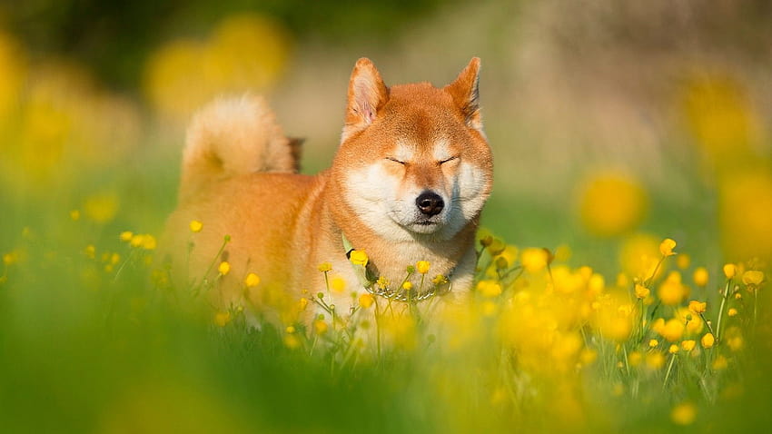 Shiba Inu, perro shiba fondo de pantalla
