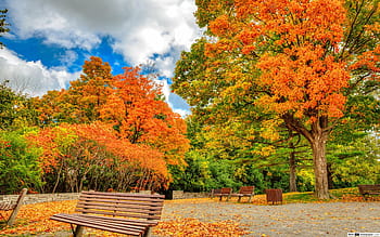 Hình nền công viên mùa thu: Tận hưởng cái mát của mùa thu trong công viên với bộ sưu tập hình nền đẹp này. Bạn sẽ được trải nghiệm cảm giác tuyệt vời khi thưởng thức những khoảnh khắc tuyệt đẹp của thiên nhiên, khi cây cối và lá rụng đầy rực rỡ màu sắc. Bộ sưu tập này chắc chắn sẽ giúp cho bạn lưu giữ những ký ức đẹp nhất với những hình ảnh đẹp mắt nhất.