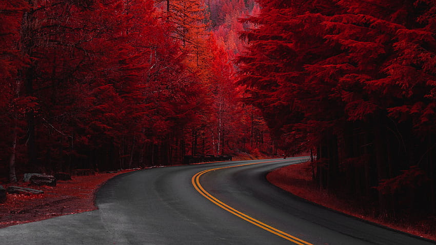 Червени борове, червено дърво HD тапет