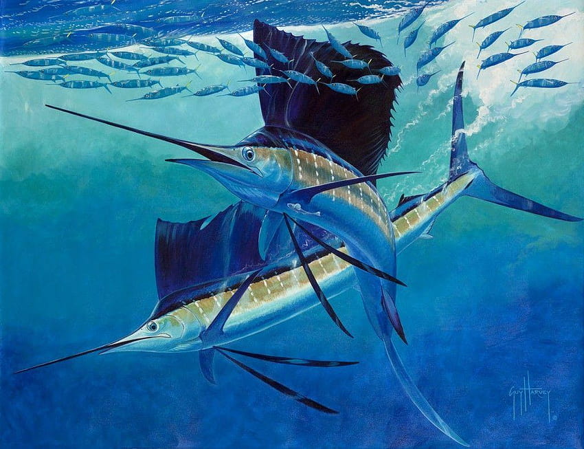 Guy, sail fish HD wallpaper
