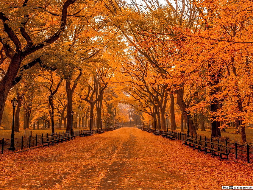 Autumn In Central Park Central Park Autumn Hd Wallpaper Pxfuel