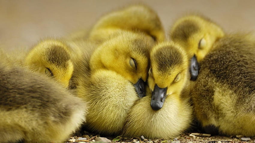 baby ducks and baby chicks, baby wood ducks HD wallpaper