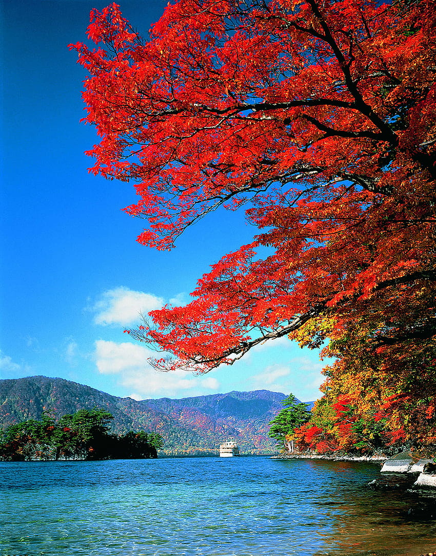 Daun Musim Gugur di Danau Towada aptinet Panduan Wisata Aomori, tepi danau musim gugur wallpaper ponsel HD