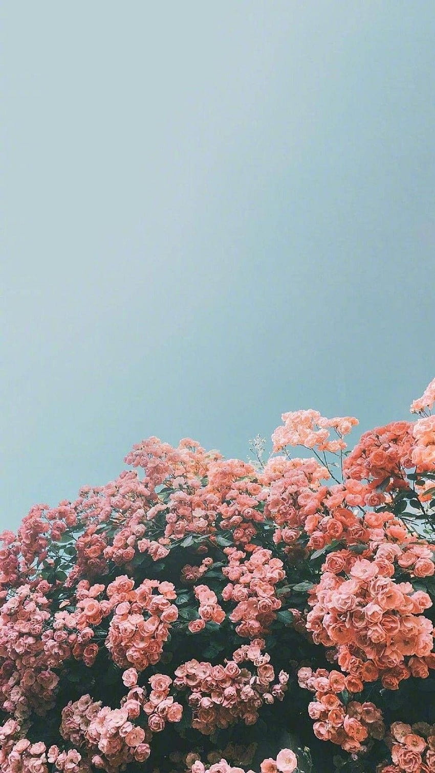 iphone,pembe,çiçek,bitki,doğal çevre,gökyüzü,dağ bahar iphone HD telefon duvar kağıdı